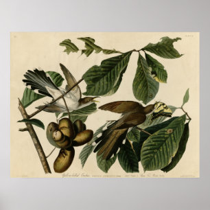 Poster Coucou Jaune-Affiché les oiseaux de l'Amérique