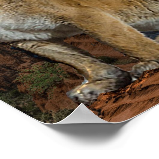 Poster Cougar (Coin)