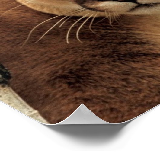 Poster Cougar (Coin)