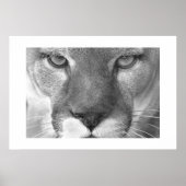 Poster Cougar (Devant)