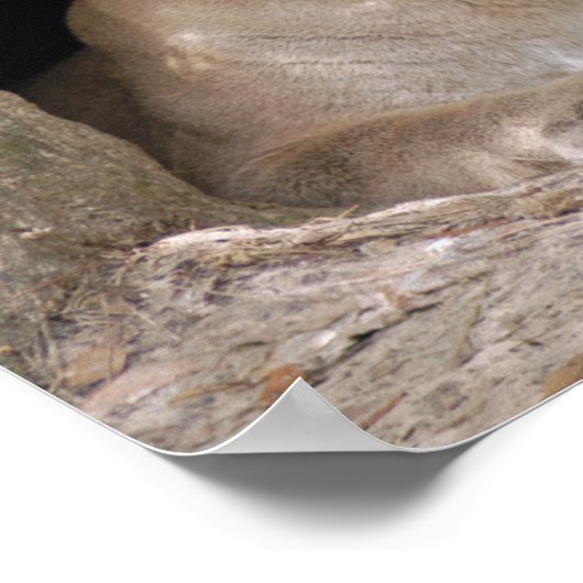 Poster Cougar 012 (Coin)