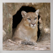 Poster Cougar 012 (Devant)