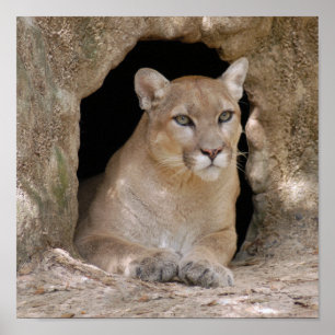 Poster Cougar 012