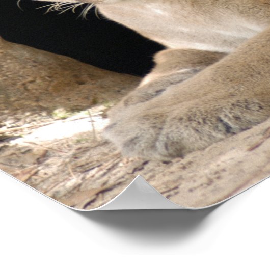 Poster Cougar 014 (Coin)