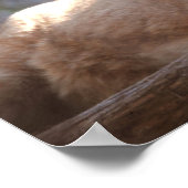 Poster Cougar 1 (Coin)