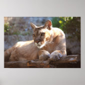 Poster Cougar 1 (Devant)