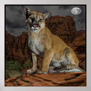 Poster Cougar Arizona