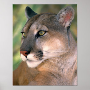 Poster Cougar, Californie
