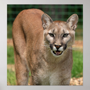 Poster Cougar, lion de montagne