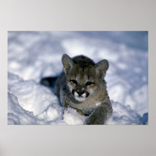 Poster Cougar-petit louvet sur neige