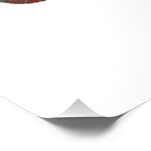 Poster Cougar / Puma art (Coin)