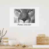 Poster Cougar-Puma concolor (Cuisine)