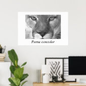 Poster Cougar-Puma concolor (Bureau à domicile)