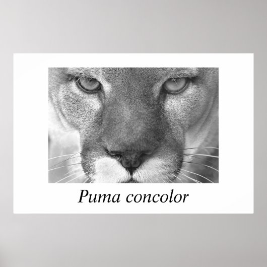 Poster Cougar-Puma concolor (Devant)