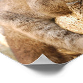 Poster cougarCub4-10x10 (Coin)