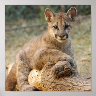 Poster cougarCub4-10x10