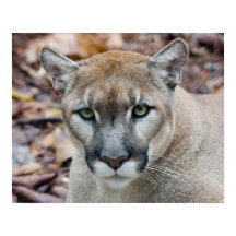 Couguar, lion de montagne, panthère de Floride, Pu
