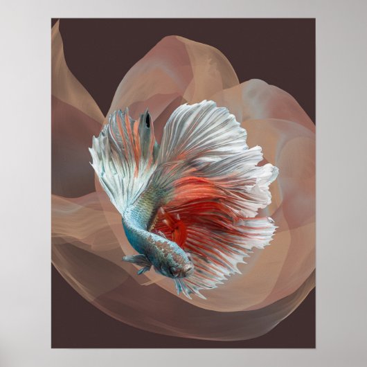 Poster couleur betta (Devant)