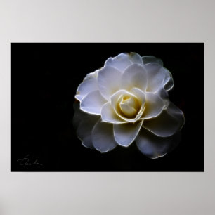 Poster couleur camélia blanc