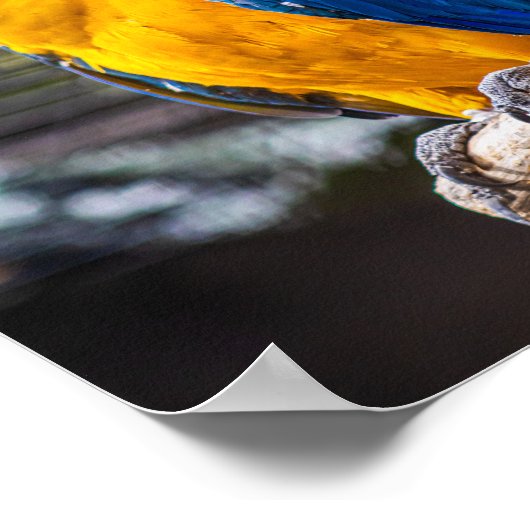 Poster couleur de birdie bleu (Coin)