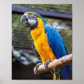 Poster couleur de birdie bleu (Devant)