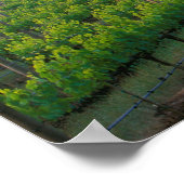 Poster Couleur du soleil dans le brouillard lointain derr (Coin)