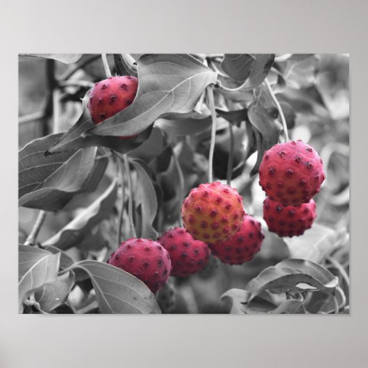 Poster Couleur partielle de Fruit de Dogwood Rouge (Devant)