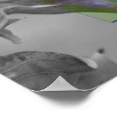 Poster Couleur partielle de libellule rouge (Coin)