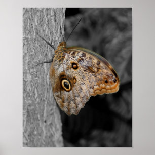 Poster Couleur partielle du papillon d'hibou Brown