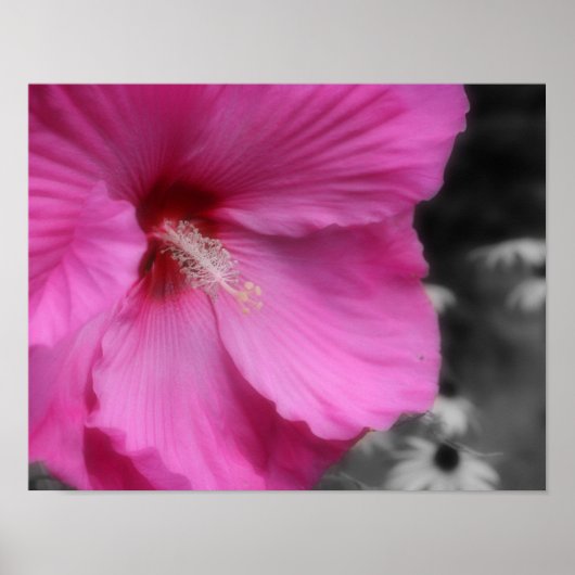 Poster Couleur partielle rose Hibiscus (Devant)