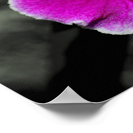 Poster Couleur partielle rose orchidée (Coin)