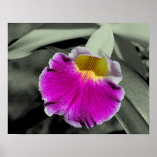 Poster Couleur partielle rose orchidée