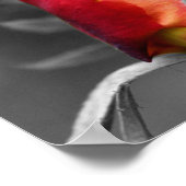 Poster Couleur partielle rouge Rosebud (Coin)
