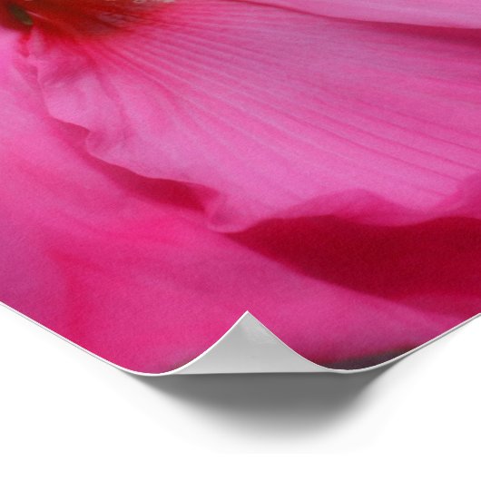 Poster Couleur partielle vif rose Hibiscus (Coin)