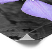 Poster Couleur partielle violette Clematis (Coin)