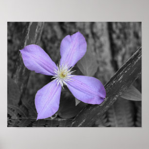 Poster Couleur partielle violette Clematis