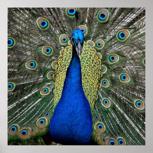 Poster Couleur vive Peacock (Devant)
