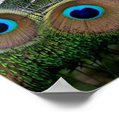 Poster Couleur vive Peacock (Coin)