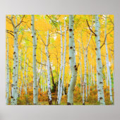 Poster Couleurs automnales des arbres d'Aspen 1 (Devant)