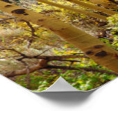 Poster Couleurs automnales des arbres d'Aspen 3 (Coin)