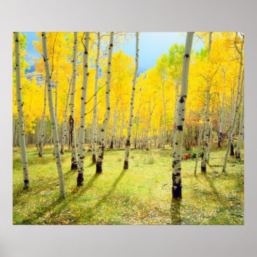 Poster Couleurs automnales des arbres d'Aspen 4 (Devant)
