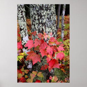 Poster Couleurs d'automne