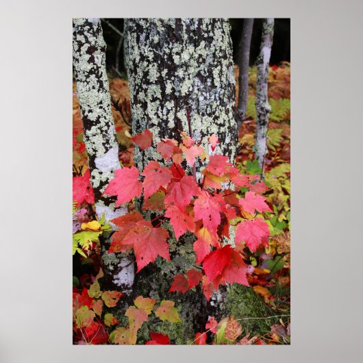 Poster Couleurs d'automne (Devant)