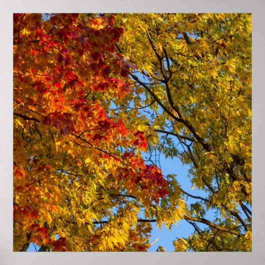 Poster Couleurs d'automne, Ciel bleu, Ohio (Devant)