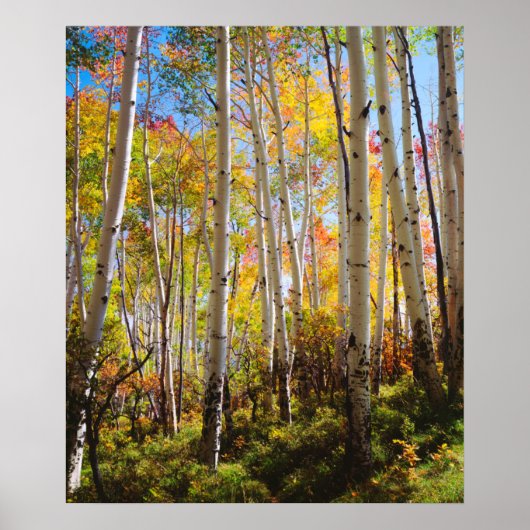 Poster Couleurs d'automne des arbres d'Aspen 5 (Devant)