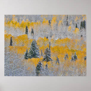 Poster Couleurs d'automne des trembles et neige fraîche K