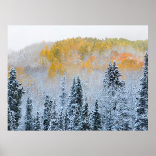 Poster Couleurs d'automne des trembles et neige fraîche K