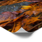 Poster Couleurs d'automne le long des chutes de Starvatio (Coin)