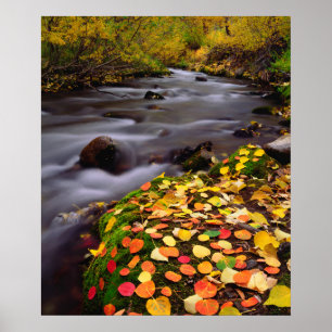 Poster Couleurs d'automne le long du ruisseau McGee