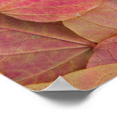 Poster Couleurs d'automne sur feuilles tombées de Forest (Coin)
